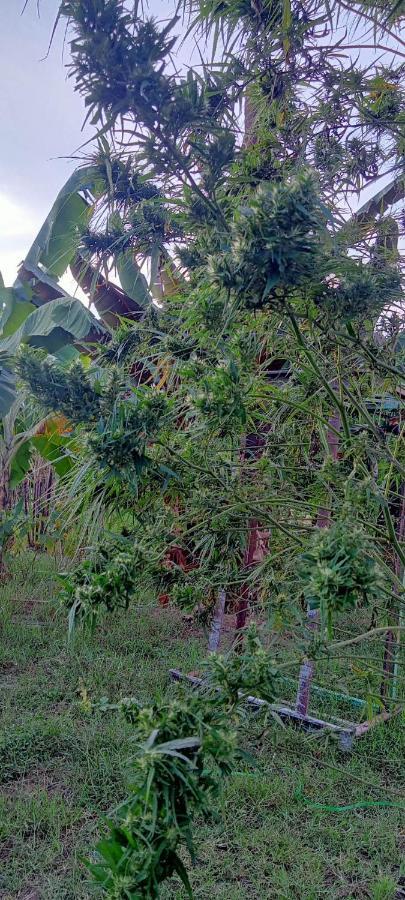 Samoeng Fishing Park Home Stay エクステリア 写真
